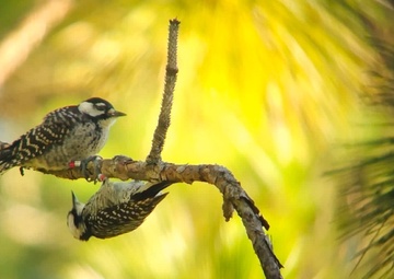 Camp Lejeune achieves significant milestone in Red-cockaded Woodpecker conservation efforts