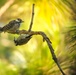 Camp Lejeune achieves significant milestone in Red-cockaded Woodpecker conservation efforts