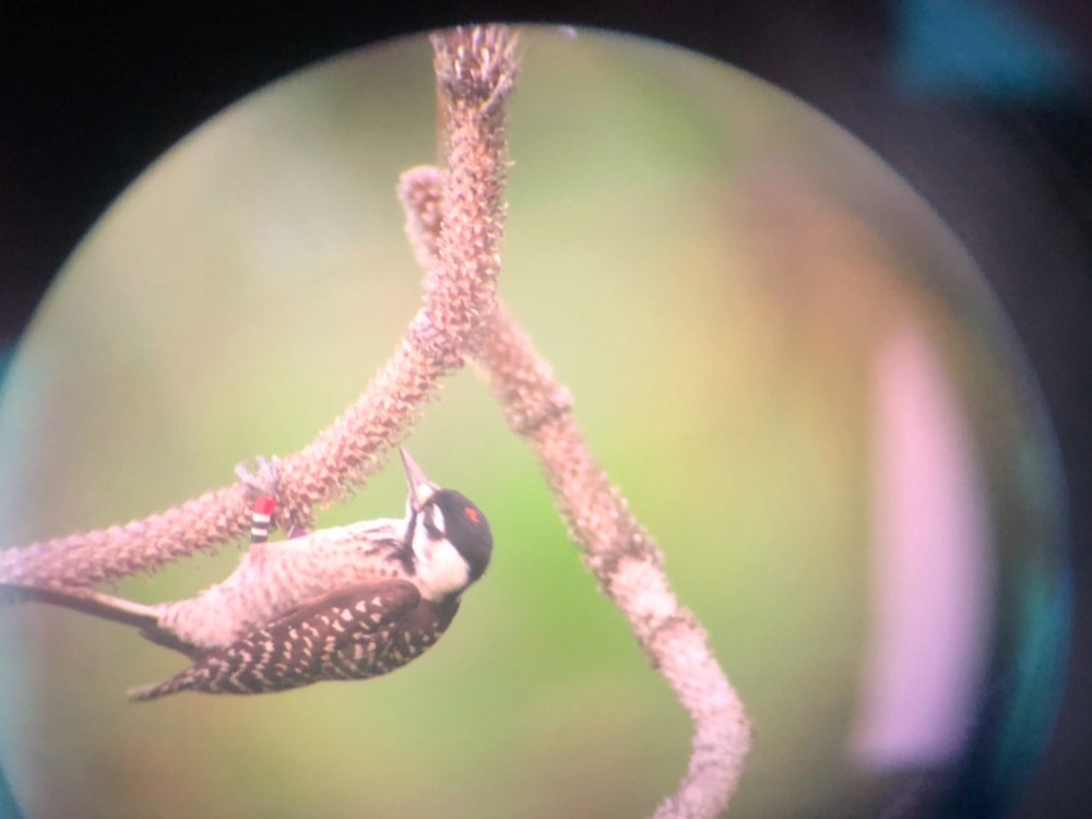 Camp Lejeune achieves significant milestone in Red-cockaded Woodpecker conservation efforts