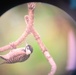 Camp Lejeune achieves significant milestone in Red-cockaded Woodpecker conservation efforts