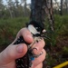 Camp Lejeune achieves significant milestone in Red-cockaded Woodpecker conservation efforts