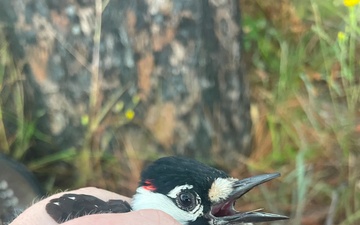 Camp Lejeune achieves significant milestone in Red-cockaded Woodpecker conservation efforts