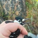 Camp Lejeune achieves significant milestone in Red-cockaded Woodpecker conservation efforts