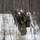 AKARNG aviators give 11th Airborne ‘Arctic Angels’ a lift during air assault training