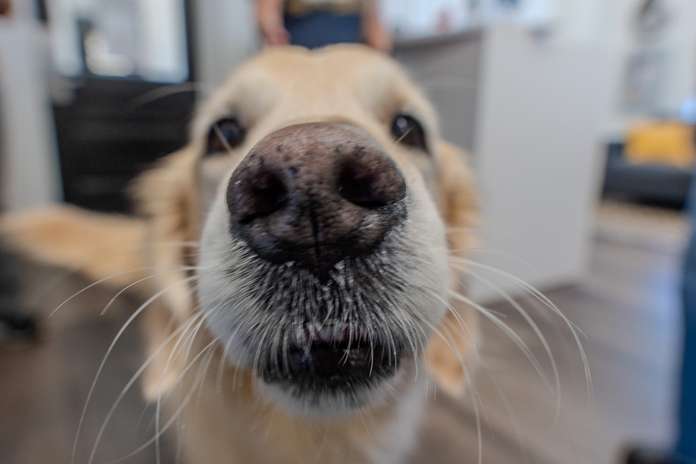 Paws for Effect: Tuukka the Golden Retriever visits HRMC