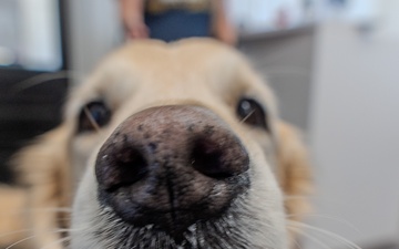 Paws for Effect: Tuukka the Golden Retriever visits HRMC