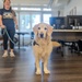 Paws for Effect: Tuukka the Golden Retriever visits HRMC