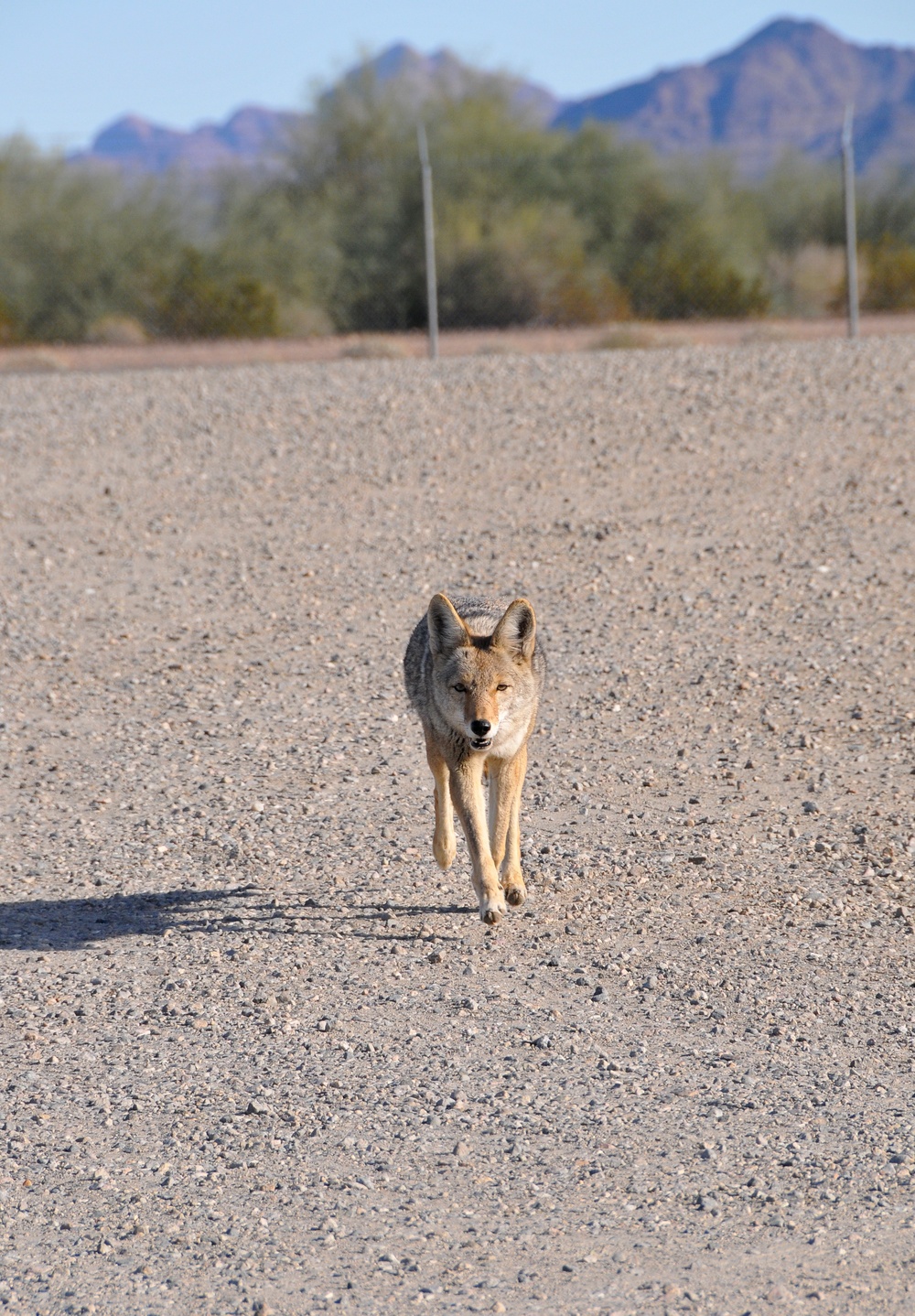 Coyotes among wildlife at U.S. Army Yuma Proving Ground