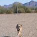 Coyotes among wildlife at U.S. Army Yuma Proving Ground