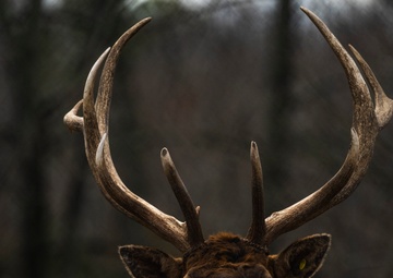 The Bellwood Elk at DSCR