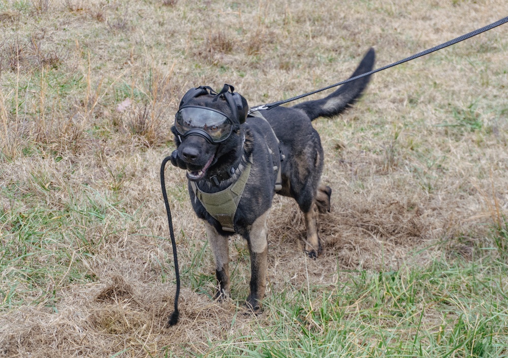 Military Working Dog