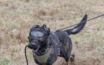 Military Working Dog