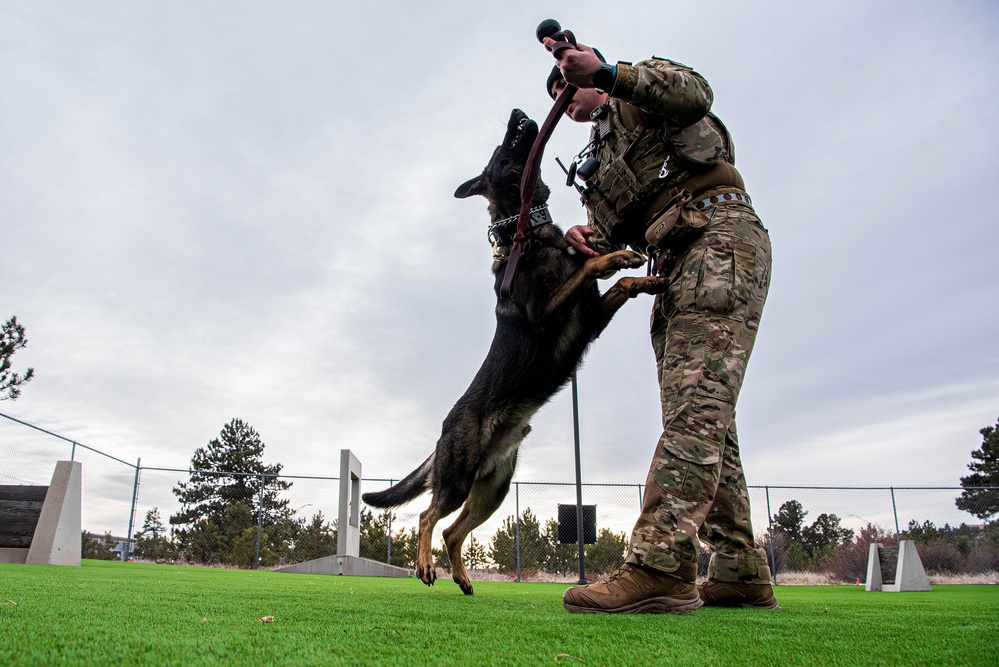 U.S. Air Force Academy Military Working Dog