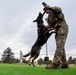 U.S. Air Force Academy Military Working Dog