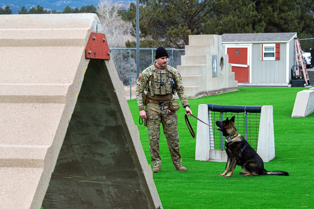 U.S. Air Force Academy Military Working Dog