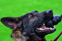 New turf enhances safety, training for Military Working Dogs