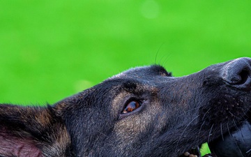 U.S. Air Force Academy Military Working Dog