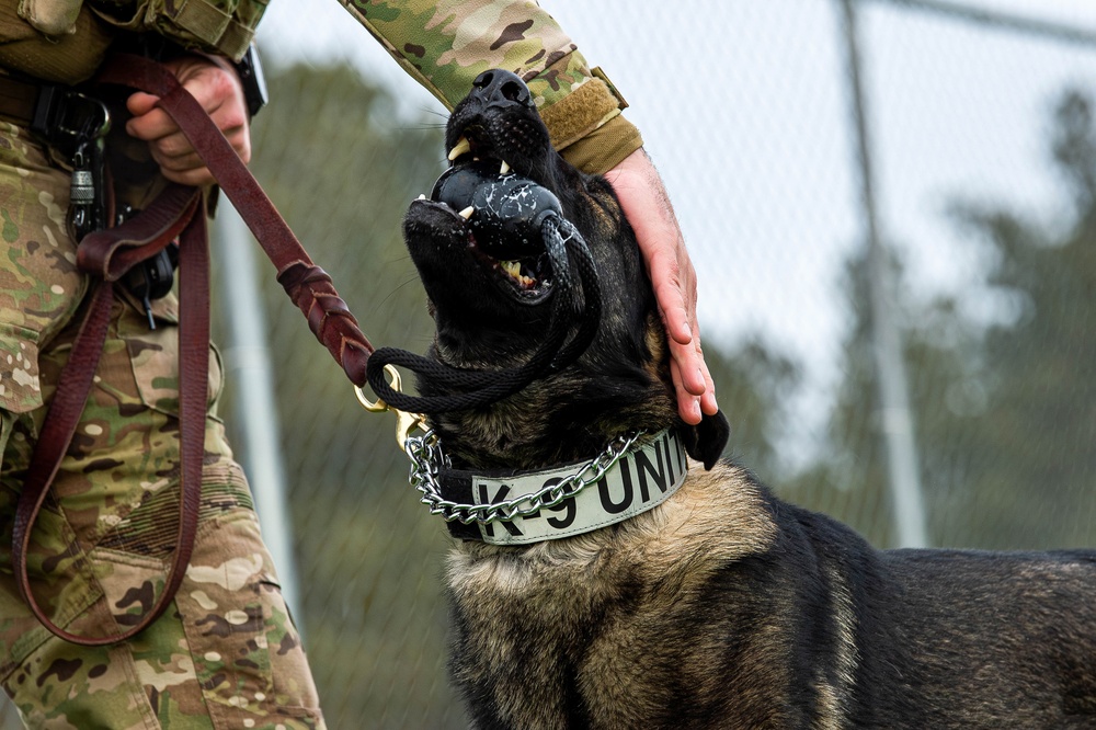 U.S. Air Force Academy Military Working Dog