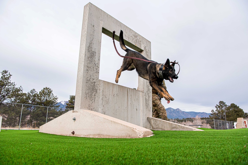 U.S. Air Force Academy Military Working Dog