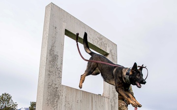 New turf enhances safety, training for Military Working Dogs