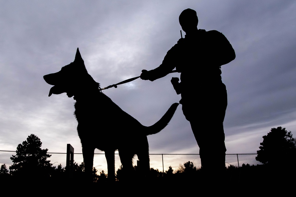 U.S. Air Force Academy Military Working Dog