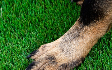 U.S. Air Force Academy Military Working Dog