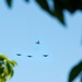 Hawaii ANG Salutes at Hickam Field Remembrance Ceremony