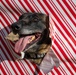 Season’s greetings from Andrews’ military working dogs