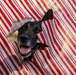 Season’s greetings from Andrews’ military working dogs