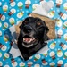 Season’s greetings from Andrews’ military working dogs