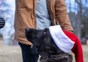 Season’s greetings from Andrews’ military working dogs