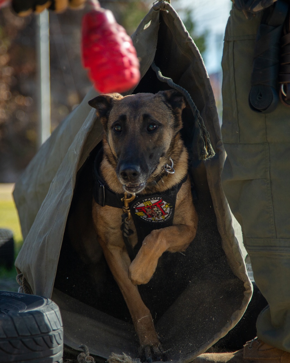 MCAS Iwakuni military working dog handlers train at JMSDF Kure Naval Base, Japan