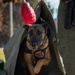 MCAS Iwakuni military working dog handlers train at JMSDF Kure Naval Base, Japan
