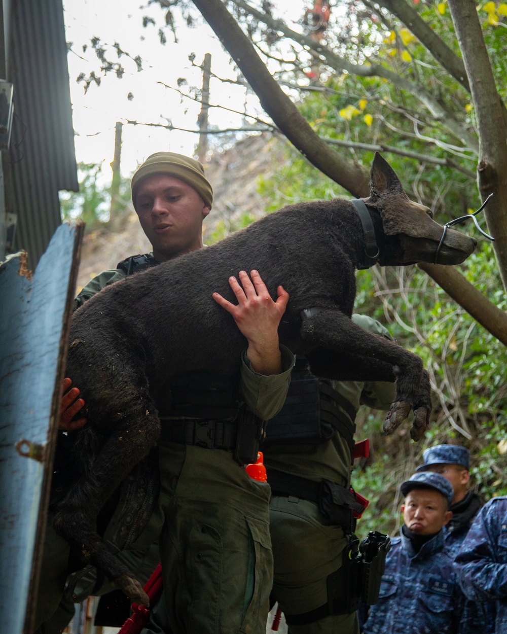 MCAS Iwakuni military working dog handlers train at JMSDF Kure Naval Base, Japan