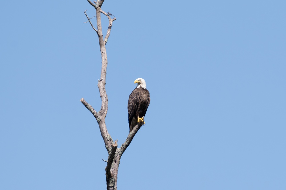 Aberdeen Proving Ground Eagle Program Series