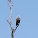 Aberdeen Proving Ground Eagle Program Series