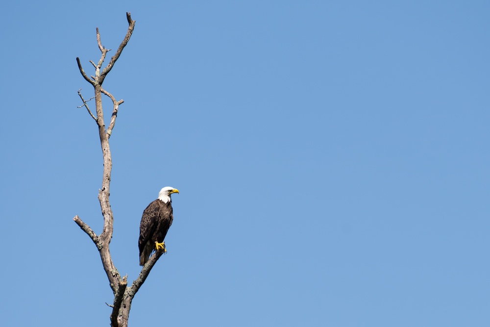 Aberdeen Proving Ground Eagle Program