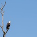 Aberdeen Proving Ground Eagle Program