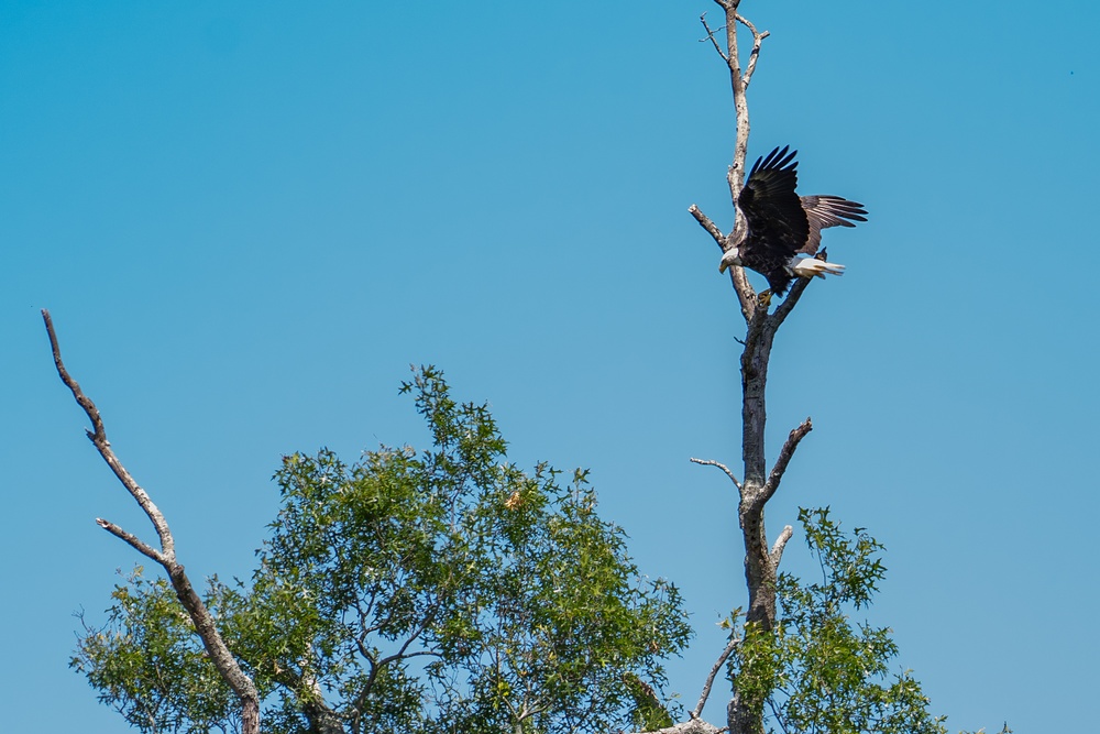 Aberdeen Proving Ground Eagle Program