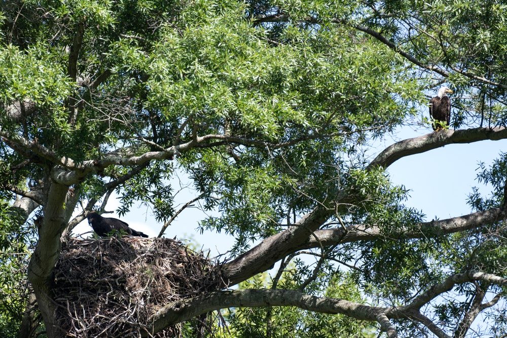 Aberdeen Proving Ground Eagle Program Series