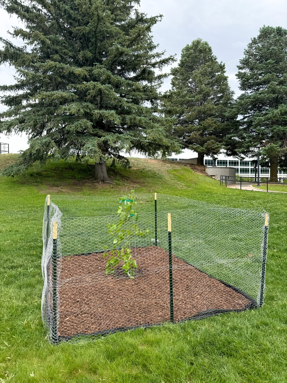 Artemis Moon Tree Finds Home at USAFA Through STARCOM Partnership