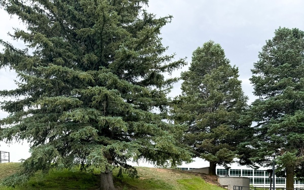 Artemis Moon Tree Finds Home at USAFA Through STARCOM Partnership