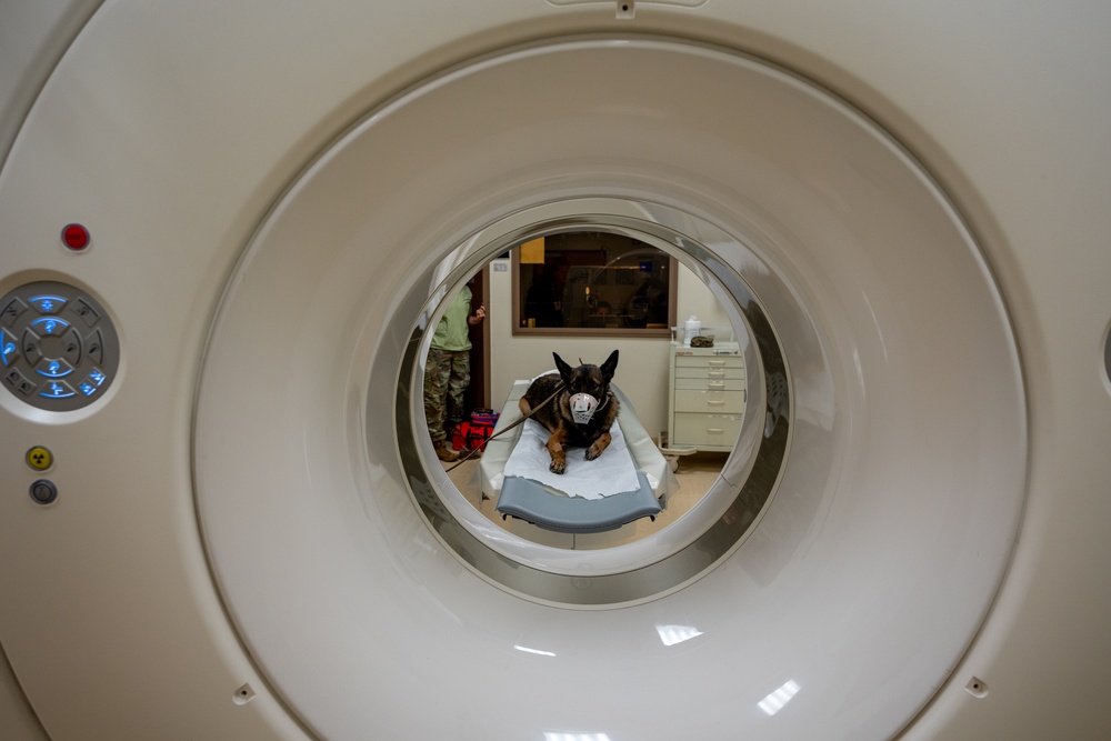 NAVY MEDICINE TREATS MILITARY WORKING DOG (MWD)