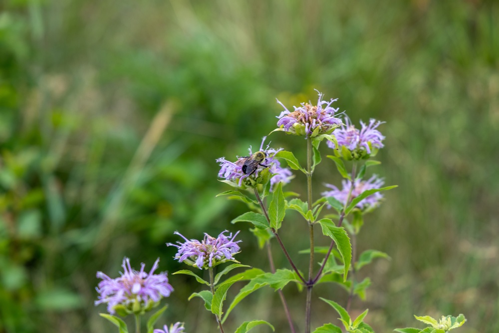 Butterfly count at Defense Supply Center Columbus’ north prairie