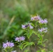 Butterfly count at Defense Supply Center Columbus’ north prairie