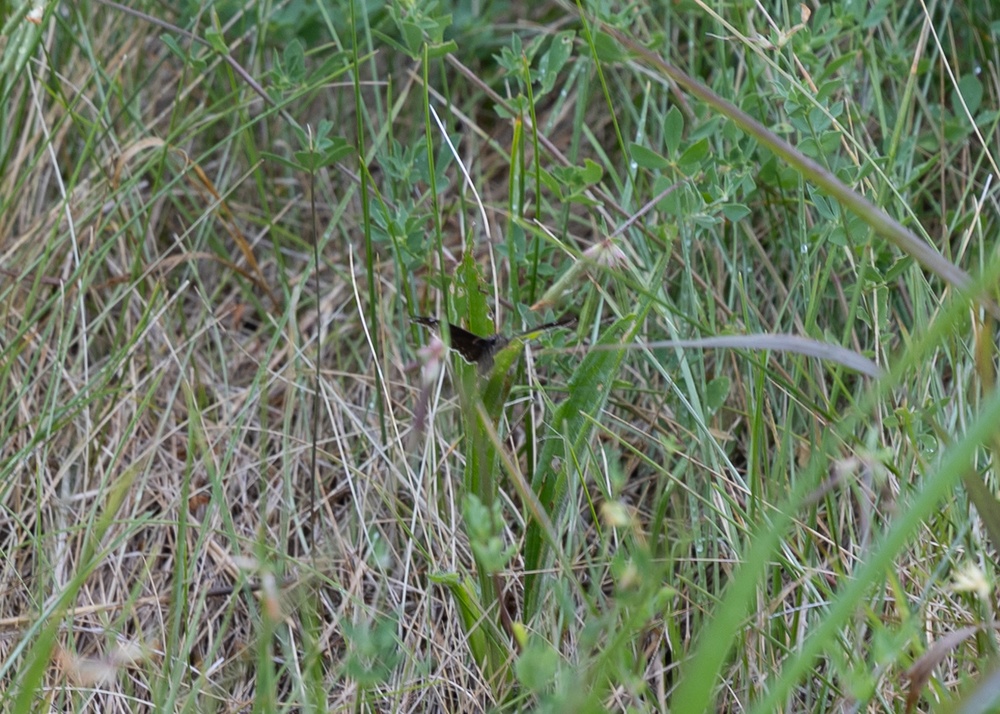 Butterfly count at Defense Supply Center Columbus’ north prairie