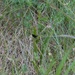 Butterfly count at Defense Supply Center Columbus’ north prairie