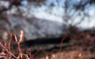 MAFFS Wildland Firefighting