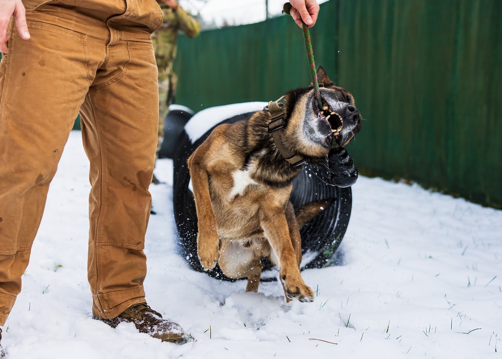 Dogs in Snow