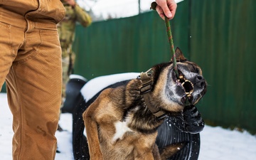 Dogs in Snow